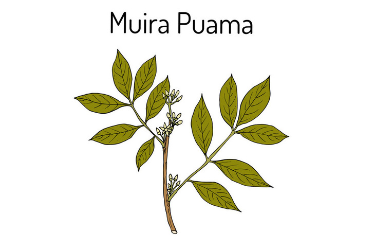 Liście muiry puama