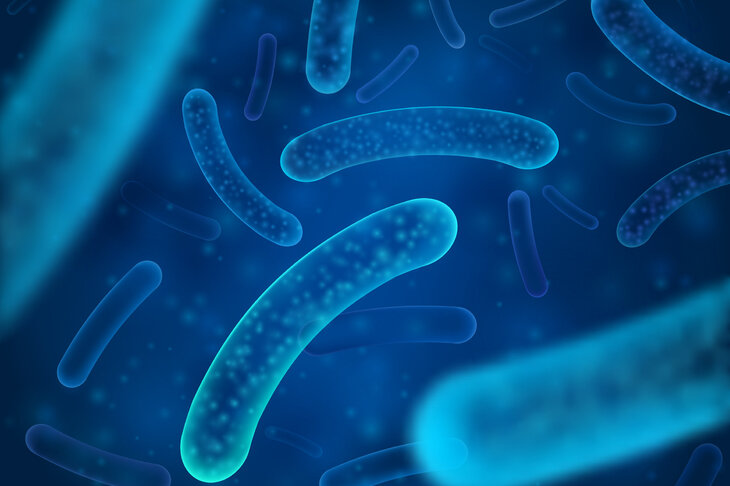 Pseudomonas aeruginosa (pałeczka ropy błękitnej)