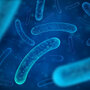 Pseudomonas aeruginosa (pałeczka ropy błękitnej)