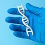 Model DNA