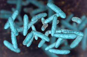 Wygląd bakterii lactobacillus acidophilus