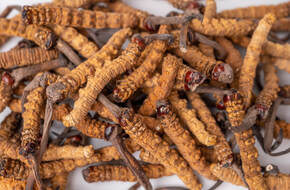 Kordyceps
