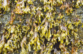 Kelp rosnący na falochronie