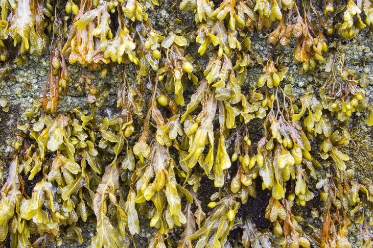 Kelp rosnący na falochronie