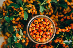Pomarańczowe owoce rokitnika