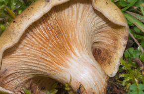 wyrwany z ziemi grzyb olszówka