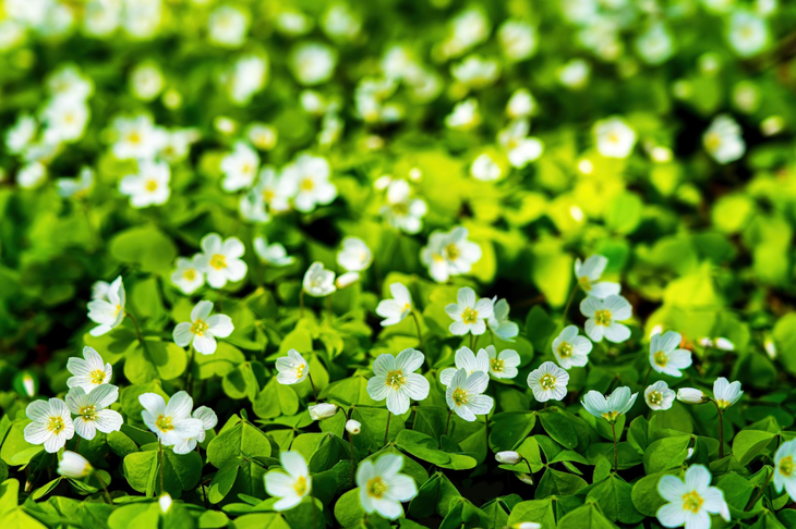 Białe kwiatki Bacopa monnieri