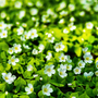 Białe kwiatki Bacopa monnieri
