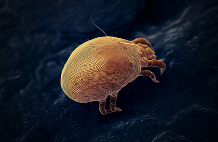 Wygląd roztocz dermatophagoides farinae pod mikroskopem