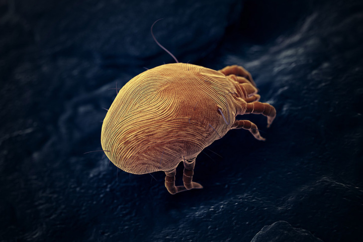 Wygląd roztocz dermatophagoides farinae pod mikroskopem