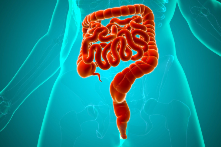 Wizualizacja anatomiczna układu pokarmowego, z wyraźnym zaznaczeniem jelit, gdzie odbywa się perystaltyka jelit