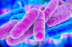 Bakterie legionella