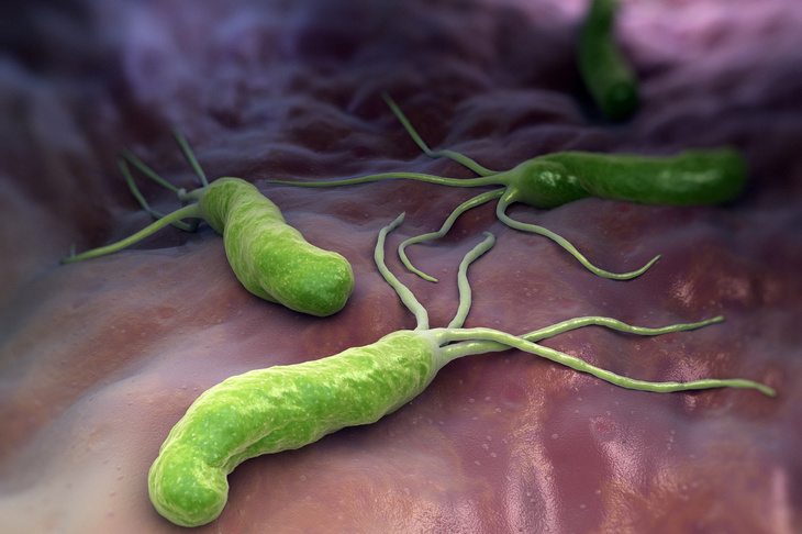 Bakteria Helicobacter pylori