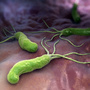 Bakteria Helicobacter pylori